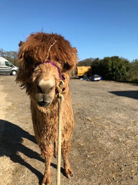 Wanda being halter trained