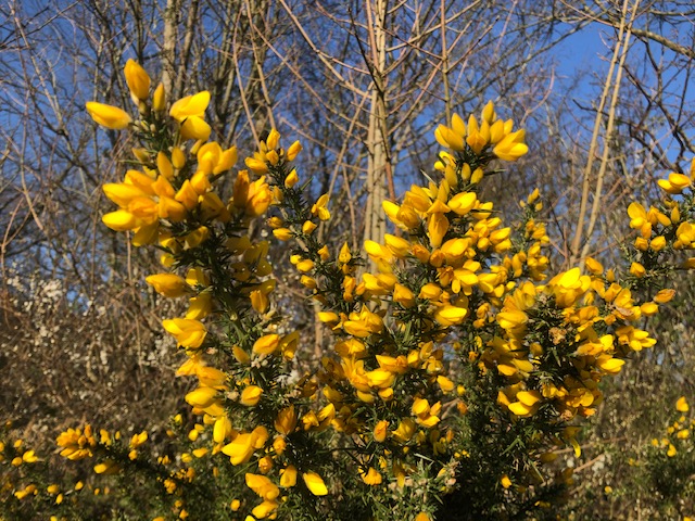 Flowering gorse