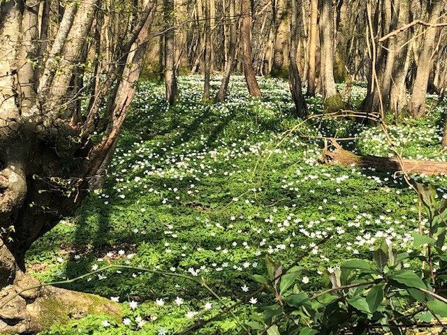 Wood anemones