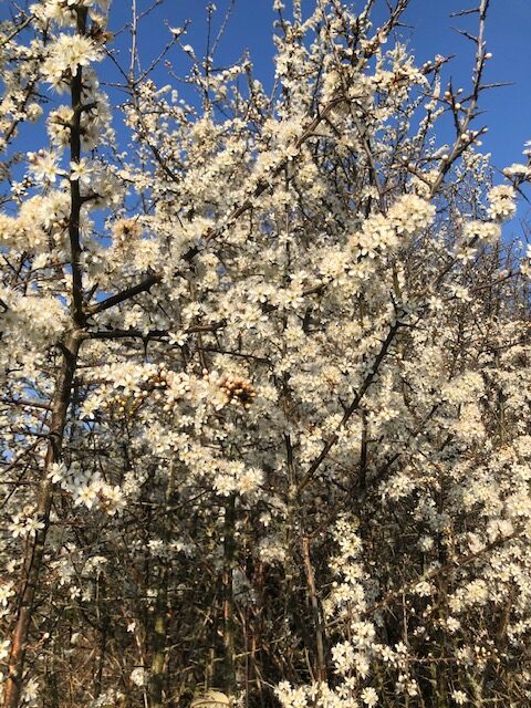 Blackthorn blossom