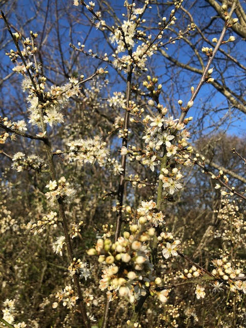 Blackthorn blossom