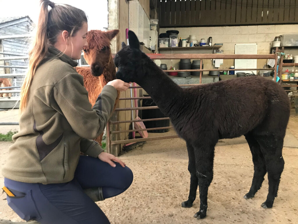 Baby alpaca feeding