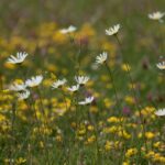 Wildflower meadow at Spring Farm