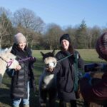 take a selfie with alpacas