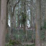 Fallow deer seen on an alpaca walk