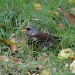 wild fieldfare in our apple orchard