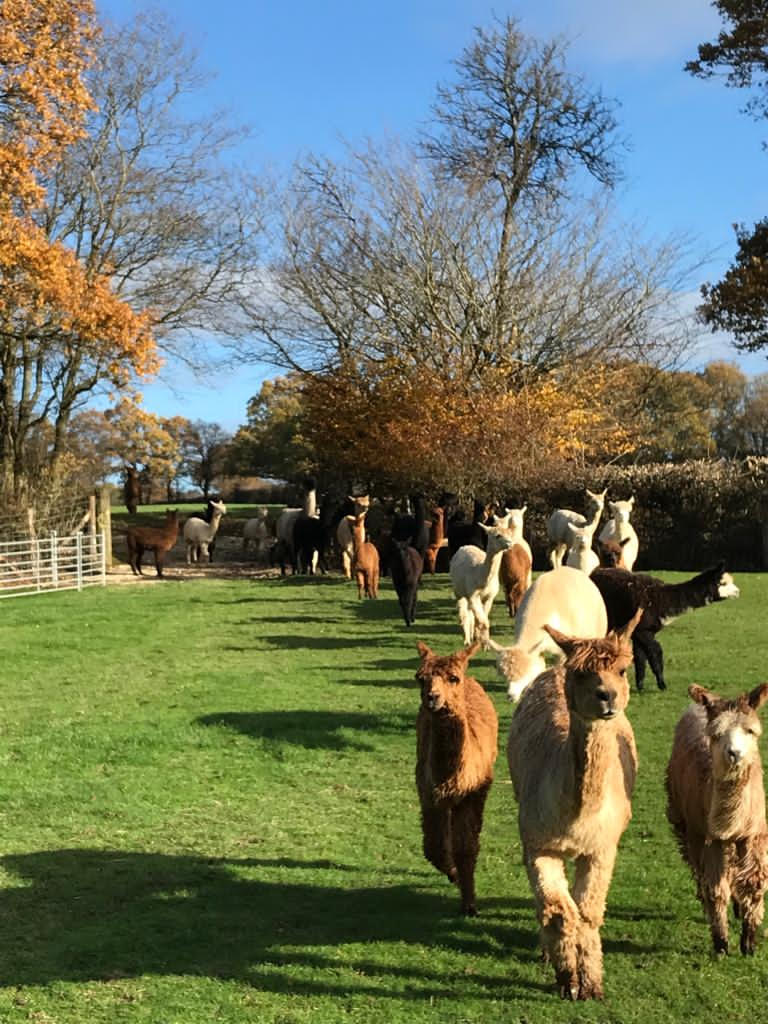 New field for alpacas