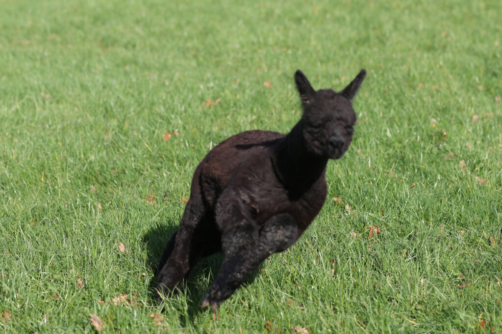 Baby alpaca running