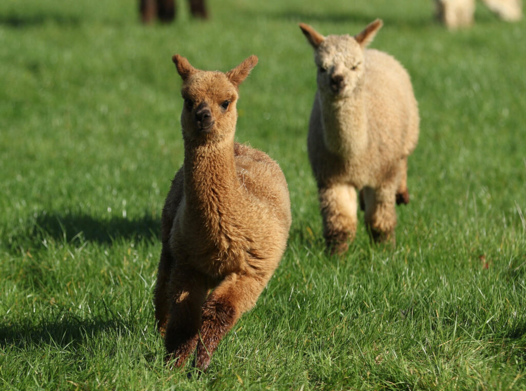 Baby alpacas racing