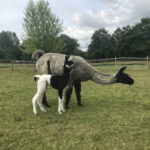 llama cria with mum