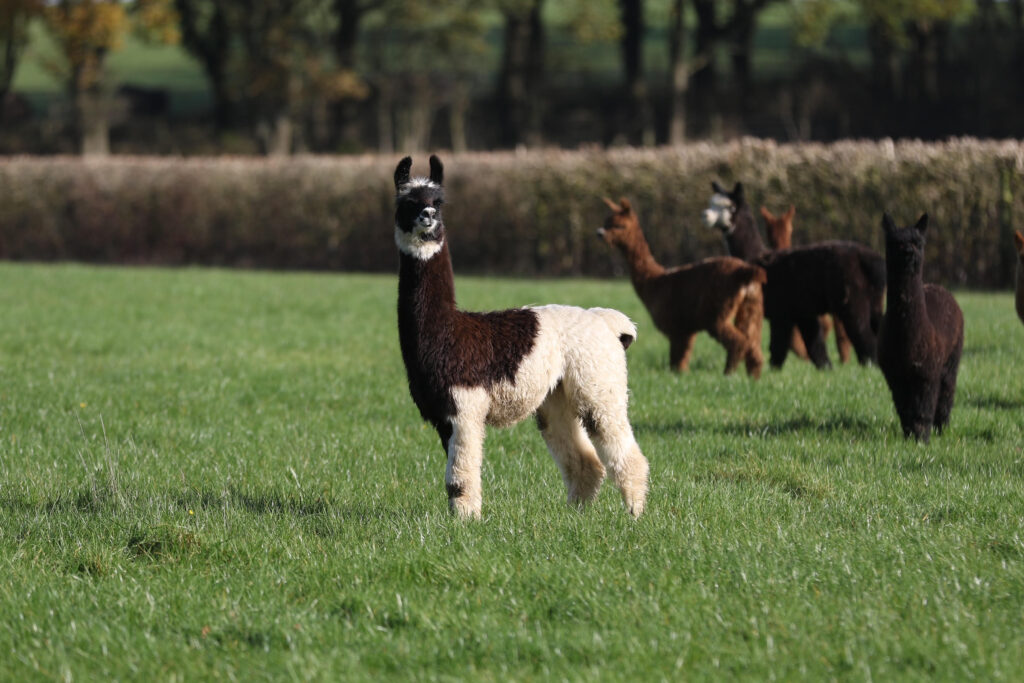 Baby llama posing