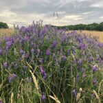 Wildflower meadows at spring farm