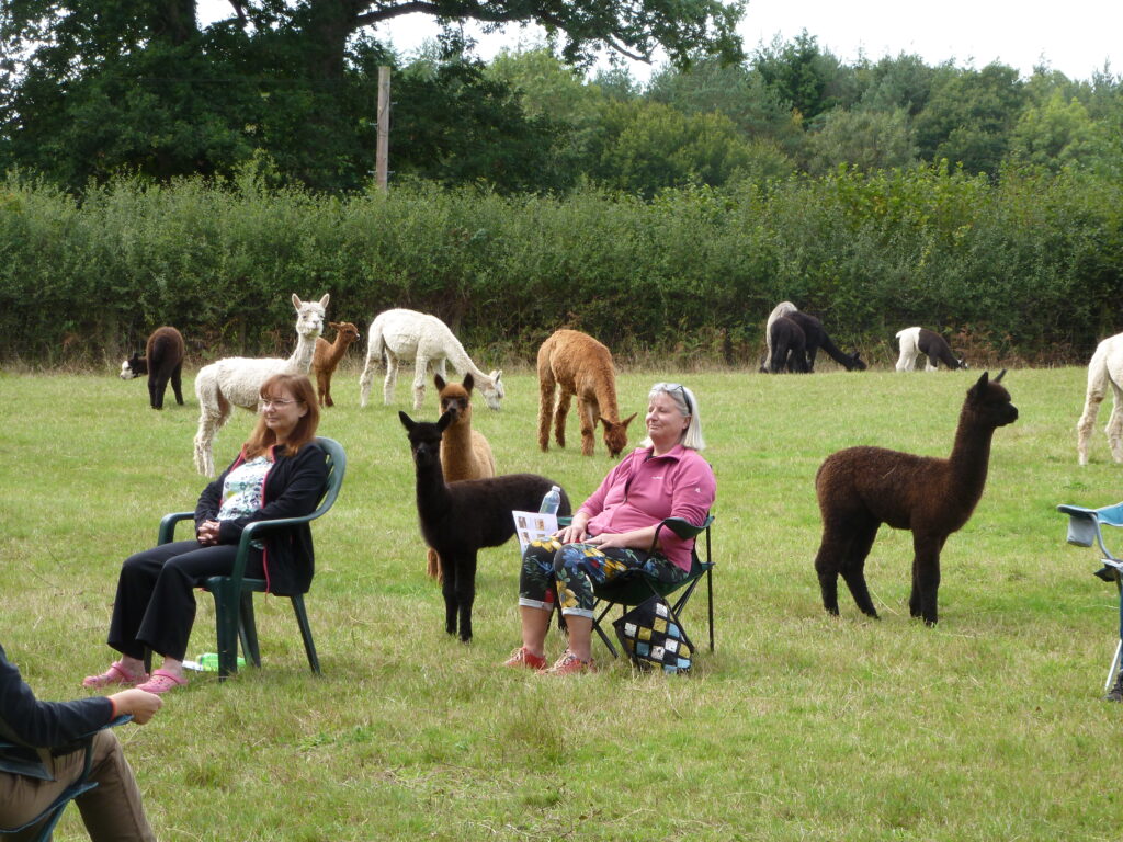 Meditations with alpacas at Spring Farm in East Sussex