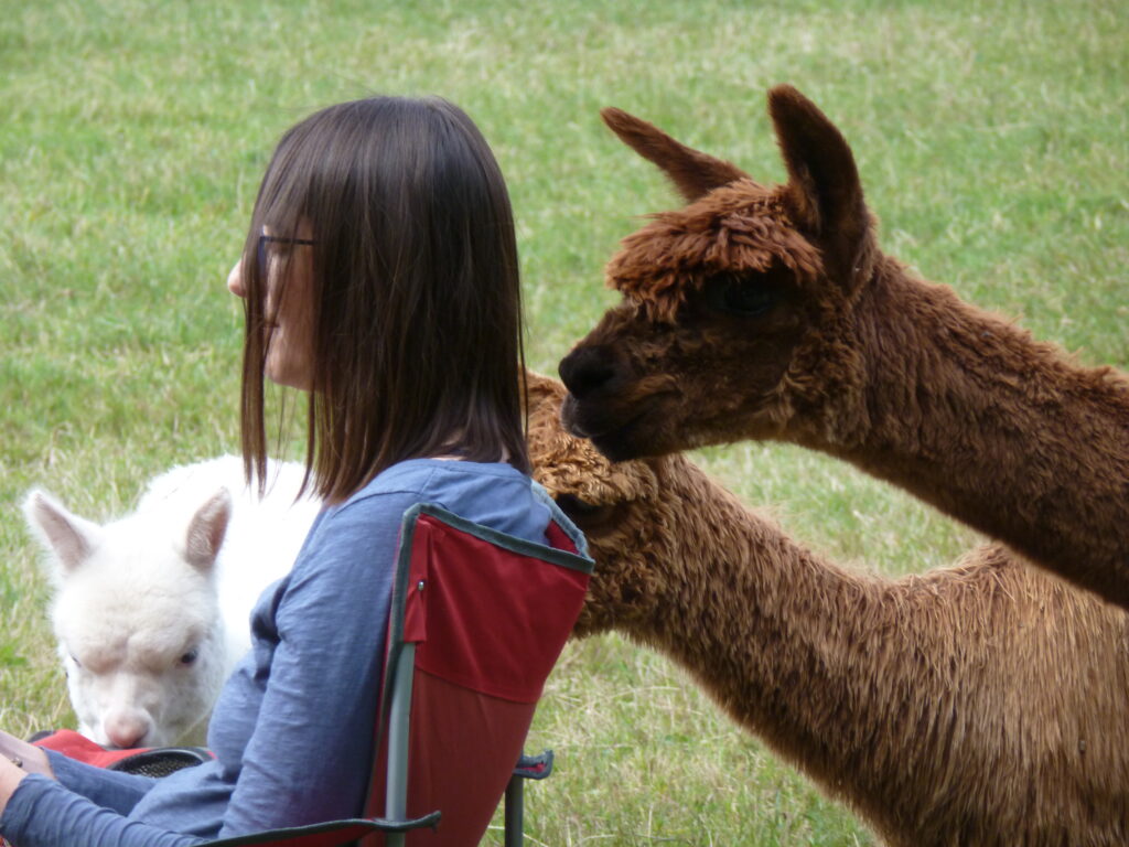 Meditations with alpacas at Spring Farm East Sussex