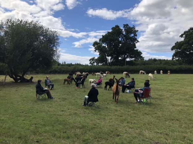 meditate with alpacas in the open