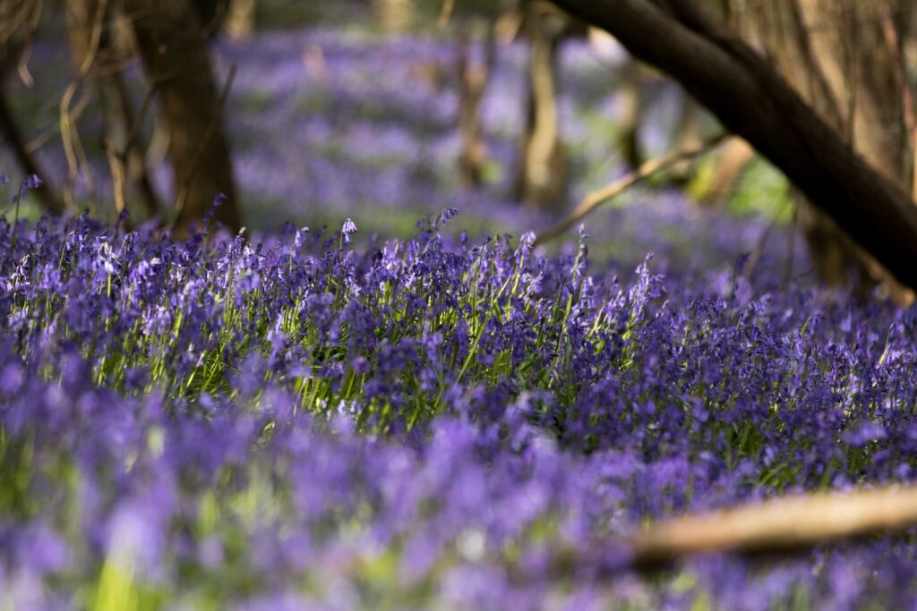 Photograph wild bluebells in ancient woodland