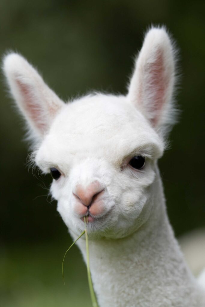 take photos of alpaca babies