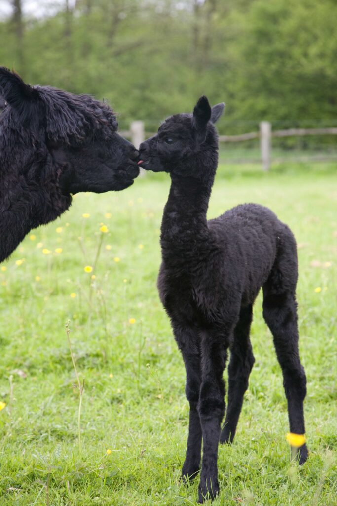 photograph alpaca female with her baby