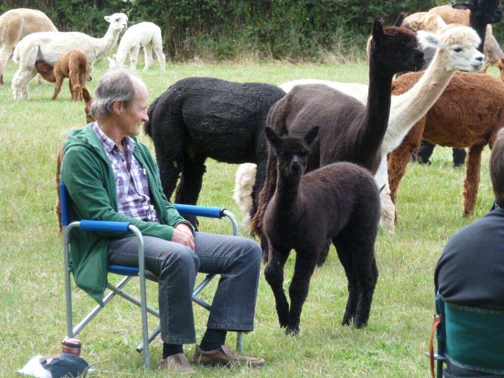 alpaca meditation