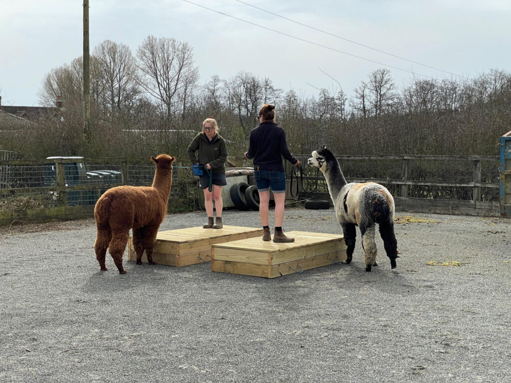 Alpaca handler agility course