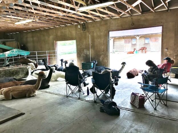 Meditating with alpacas in east sussex