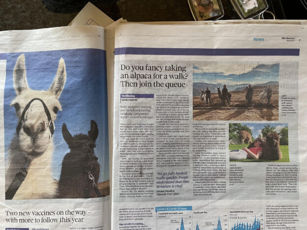 alpaca walking at Spring farm featured in The Observer 4/4/21