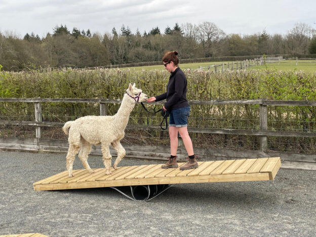 Alpaca agility course