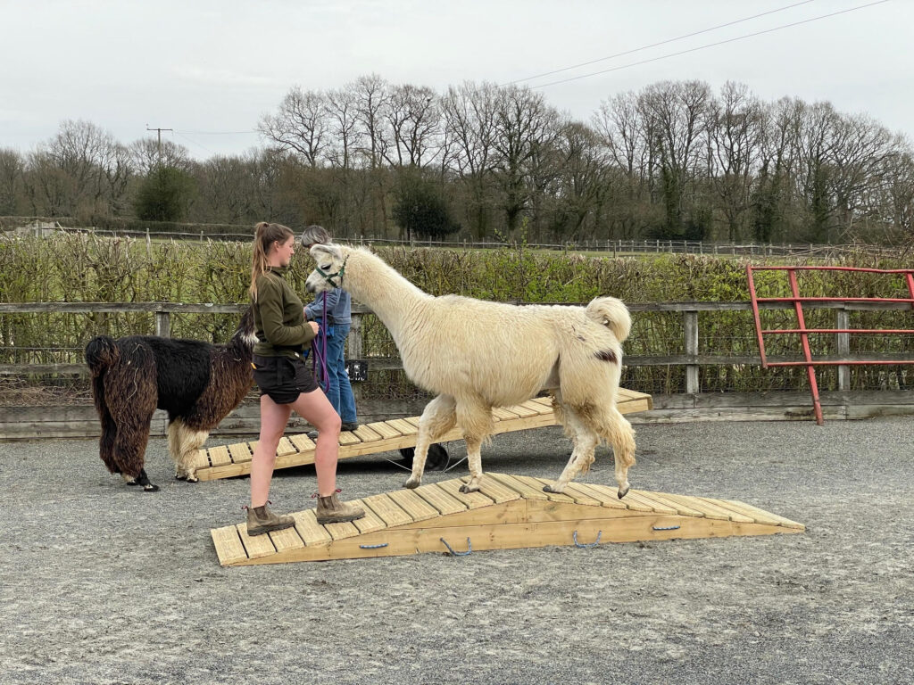 Llama agility course