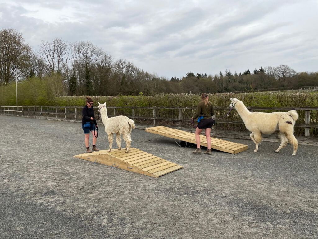 Alpaca agility course