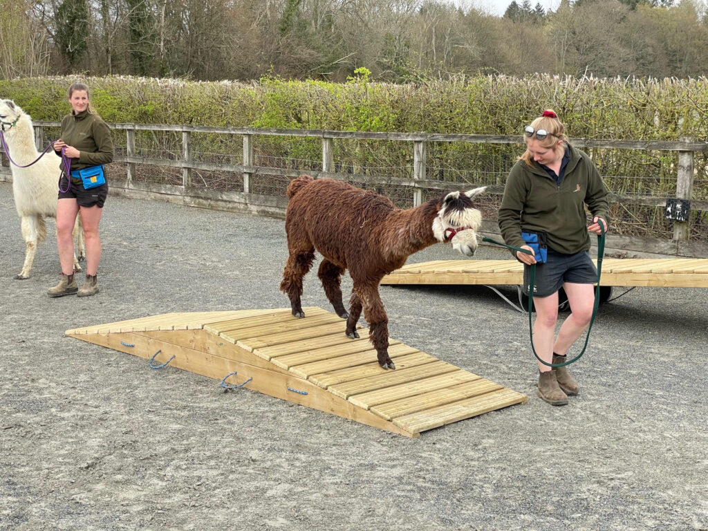 Alpaca agility course