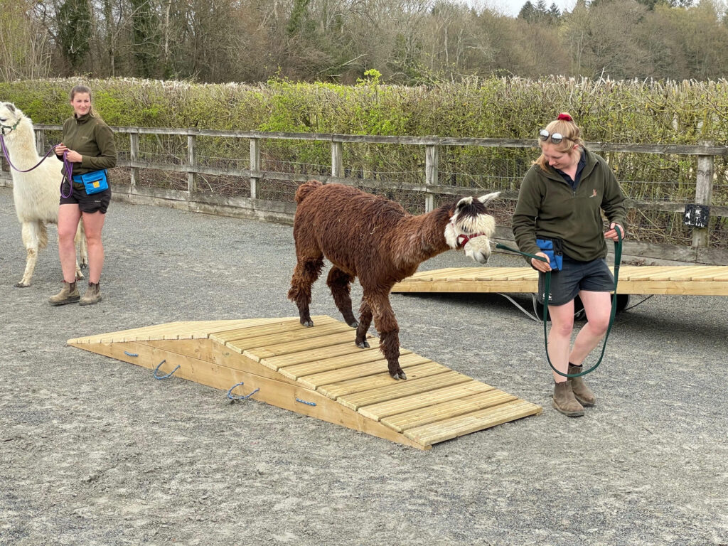 Alpaca agility course