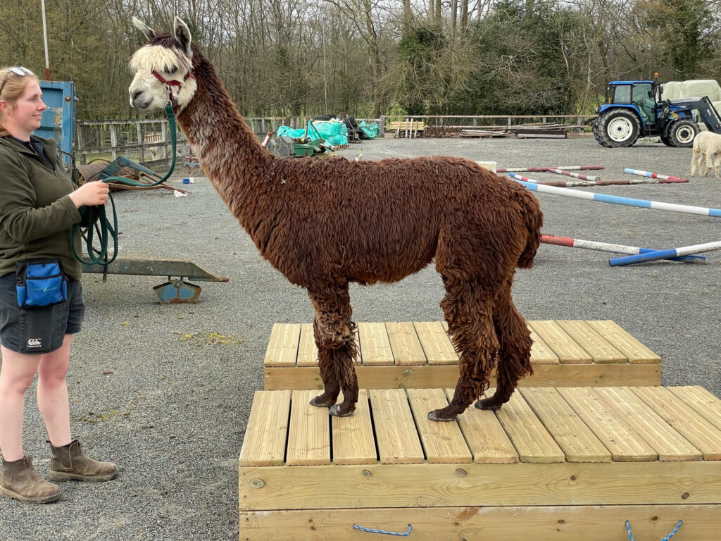 Alpaca agility course