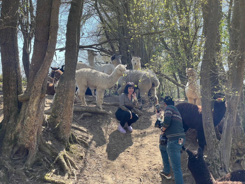 Filming alpaca walking at spring farm alpacas with lola