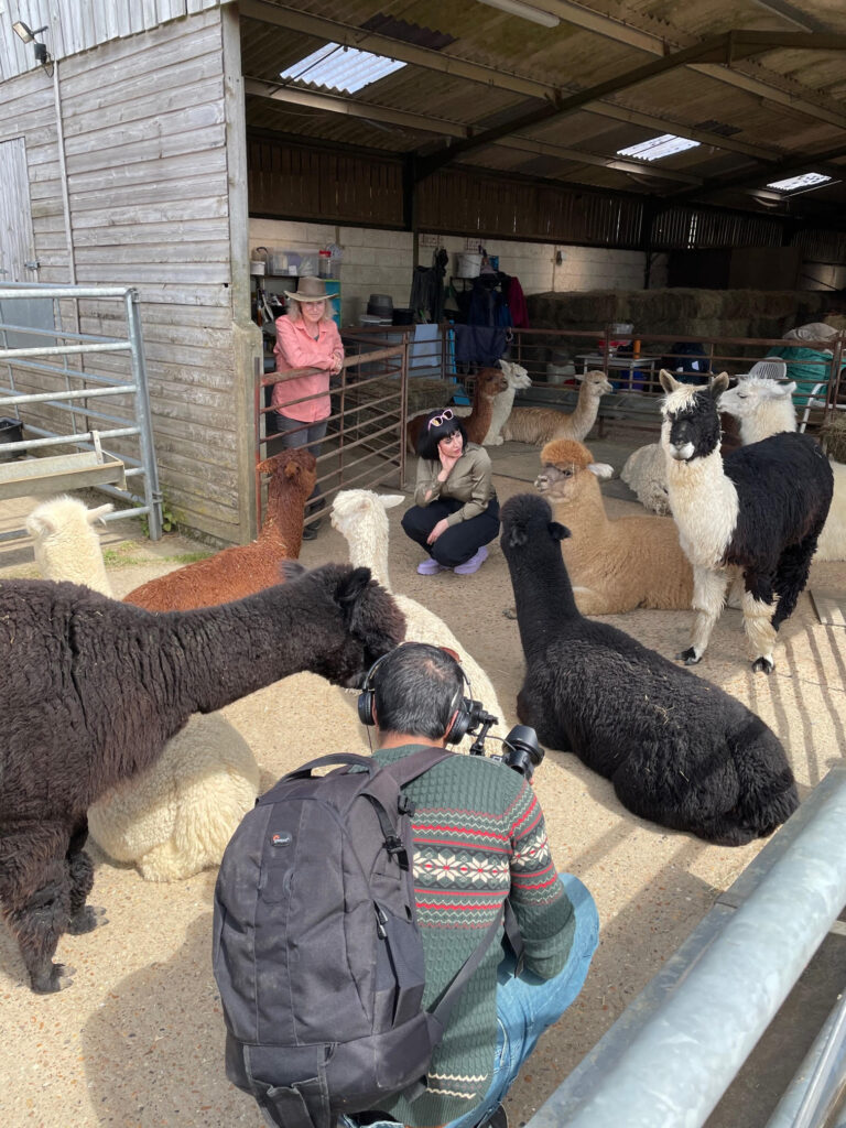 Filming alpacas with marjan TV network at Spring Farm Alpacas