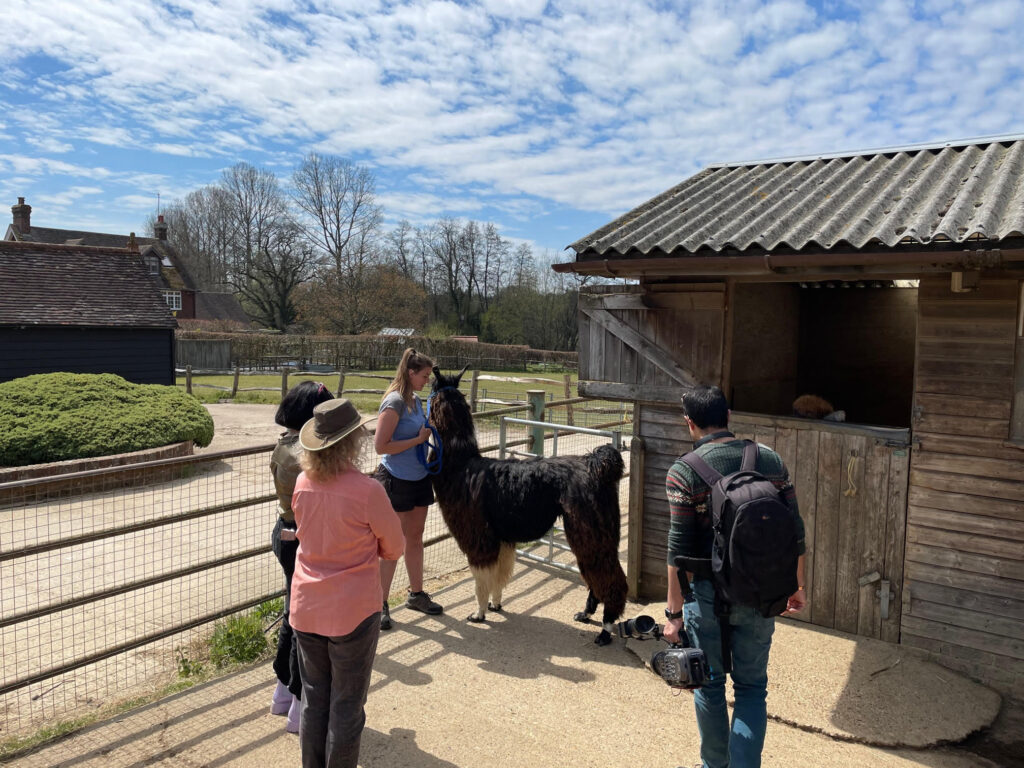 Filming alpaca walking with Marjan TV Network