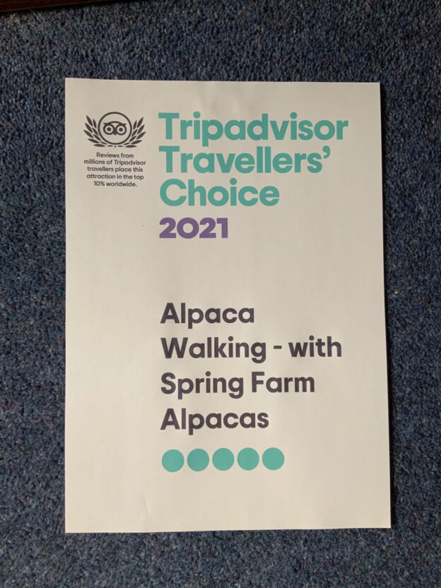 Tripadvisor Travellers' Choice 2021 award for alpaca walking with spring farm alpacas