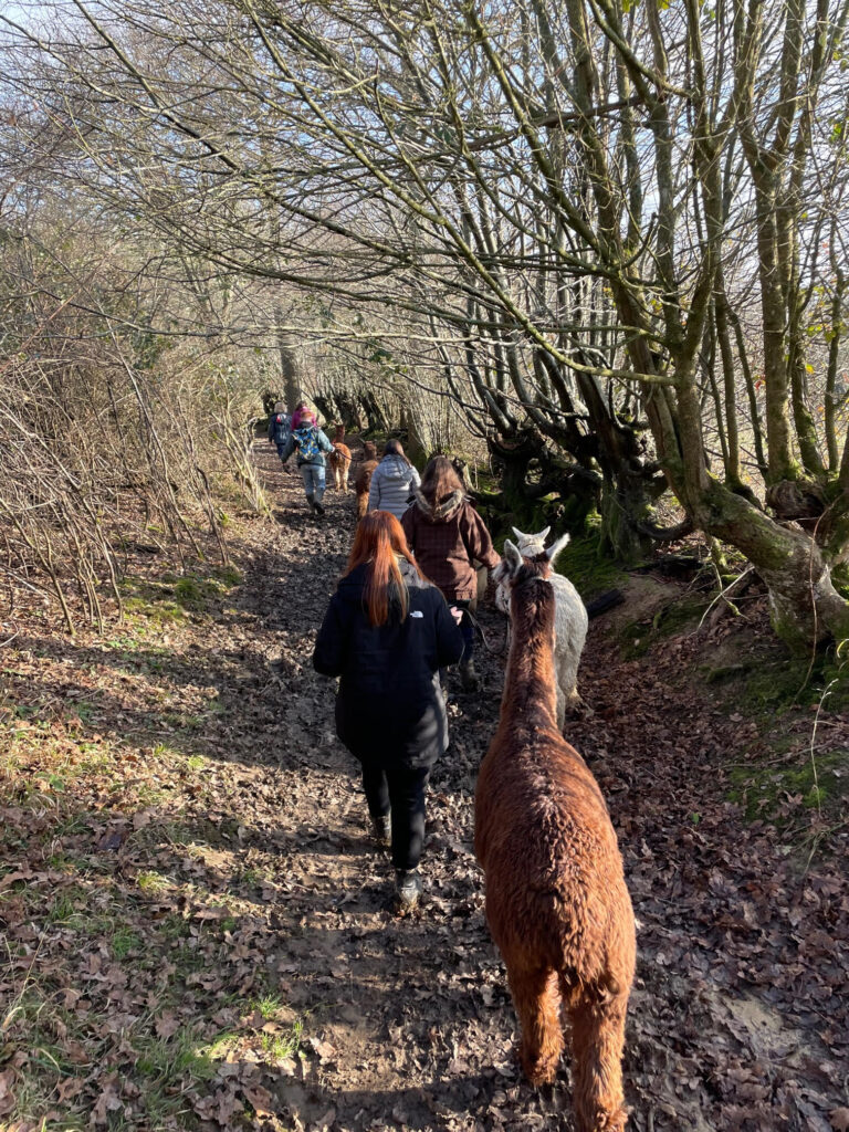 Book an alpaca walk in Winter