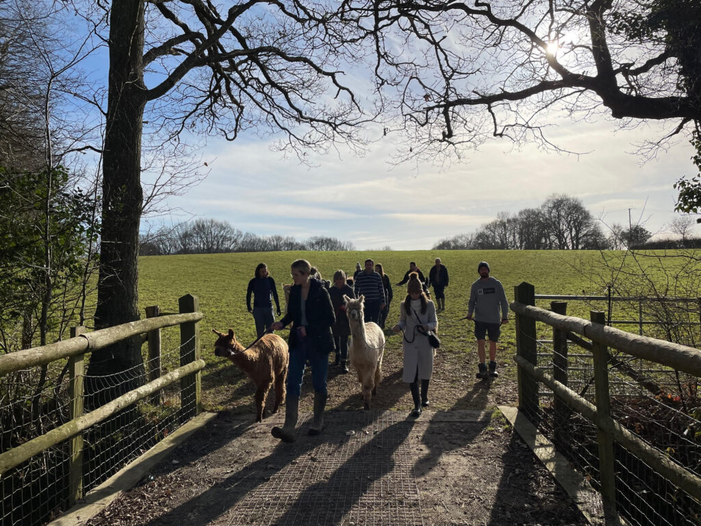 Walk alpacas and llamas in winter in Sussex