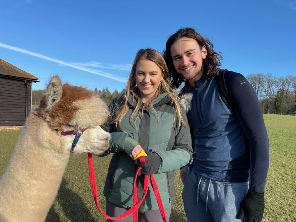 Feed your walking alpaca chopped carrots by hand after an alpaca walk