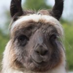 Adopt a llama for birthday or christmas