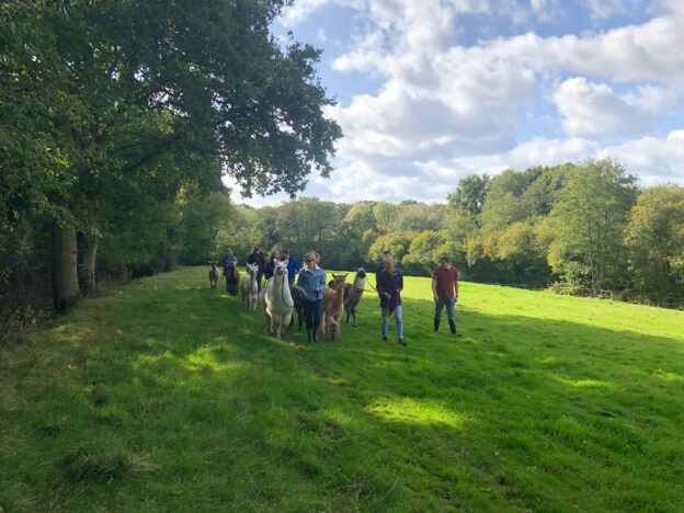 Alpaca walking - walk with your very own alpaca in UK