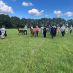 Walk your very own alpaca across wildflower meadows