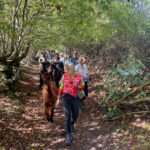 Walking alpacas in open countryside