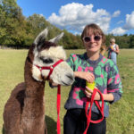 Feed your alpaca with carrots after alpaca walking