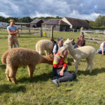 Meet baby alpacas and their mums