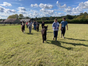 Walk your very own alpaca in the High Weald Area of Outstanding Natural Beauty in Sussex