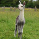 walk alpacas and meet baby alpacas and their mum's too