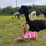 Cute baby alpacas at Spring Farm Alpacas