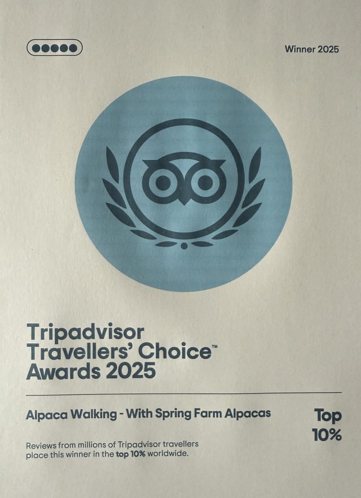 Alpaca walking at Spring Farm Alpacas awarded Tripadvisor Travellers' Choice Award 2025 having previously been awarded this for the last 11 consecutive years and entered the Tripadvisor Hall of Fame in 2019