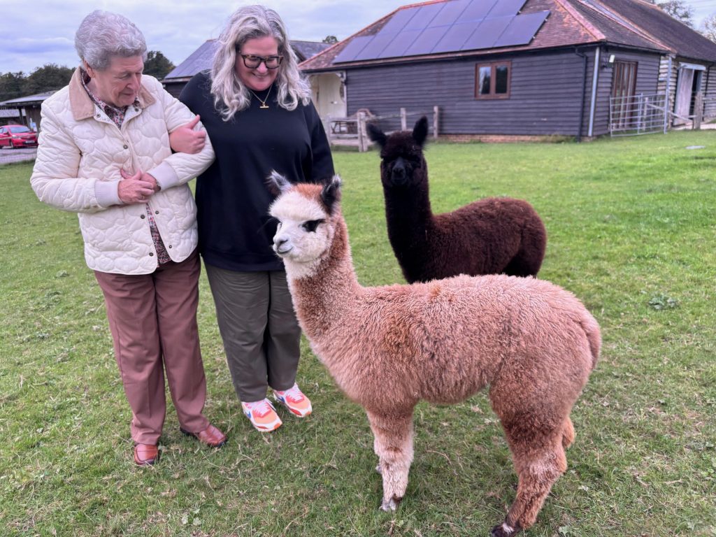 Meet baby alpacas in East Sussex